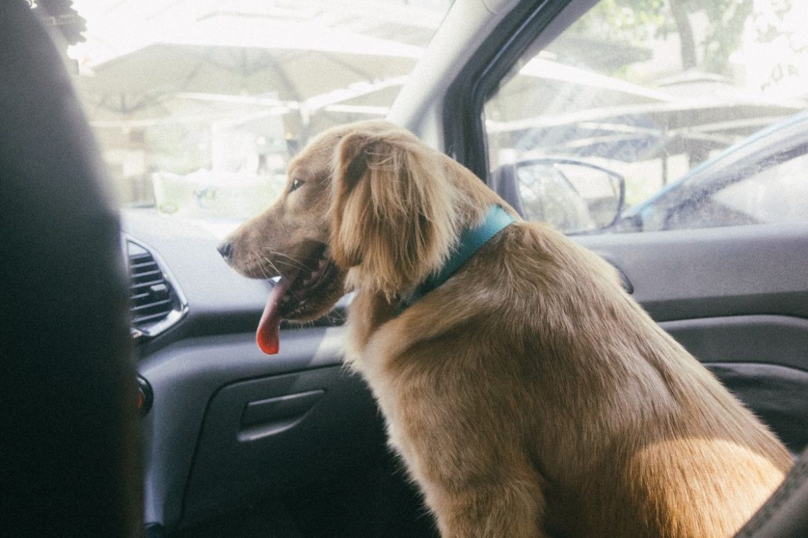 Installer et utiliser correctement une ceinture de sécurité pour votre chien